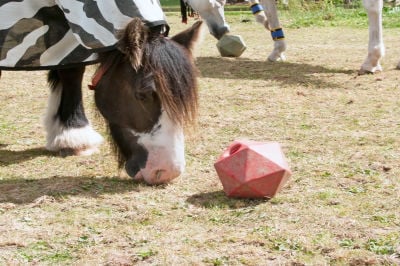 horse playing with treat ball 